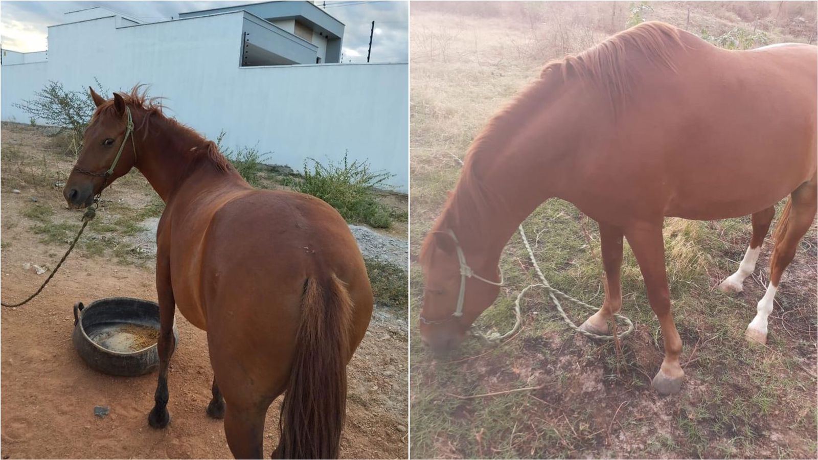 Dono de cavalo busca por animal que está desaparecido desde a última terça (23), no bairro Jardim Magnólia, em Patos