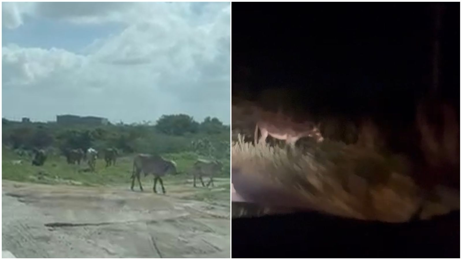 Equipe do Patosonline.com registra dois flagrantes de animais na pista em um único dia; veja vídeo