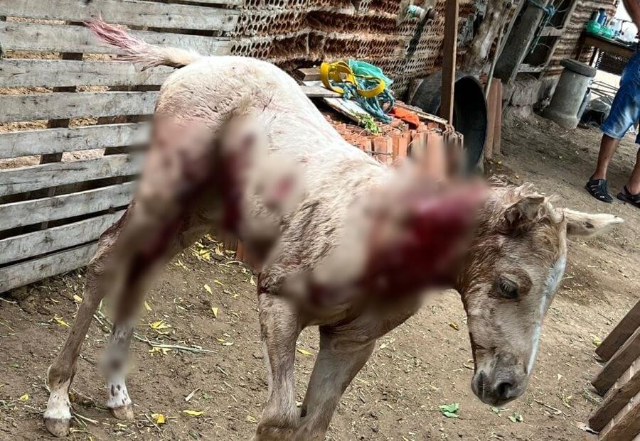 Potro é morto e outro animal fica ferido após ataque de cães no bairro Juá Doce, em Patos