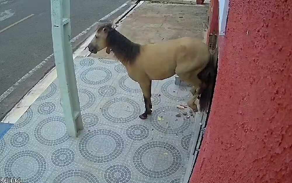 No Piauí: cavalo solto na rua destrói porta de consultório odontológico a coices; veja vídeo