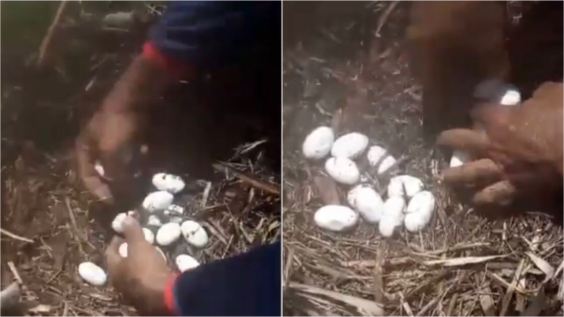 No Sertão: pescadores encontram ninho com 18 ovos de jacarés próximo ao Açude de São Gonçalo, em Sousa; veja vídeo
