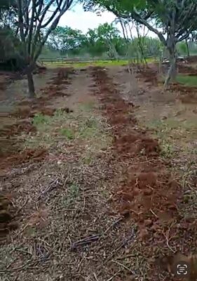 Polícia Civil descobre plantação com cerca de 4 hectares de maconha na zona rural de Taperoá e prende um homem; veja imagens
