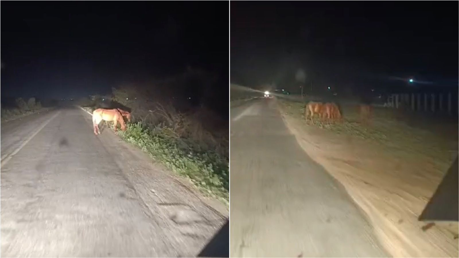 Internauta denuncia presença de animais às margens da PB-262, entre Patos e São José do Bonfim, em trecho onde ambulância colidiu com vaca