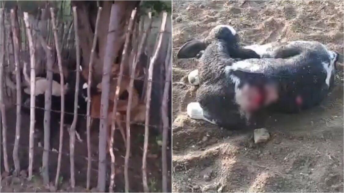 Moradores de Vista Serrana relatam apreensão com recentes ataques de cães a outros animais; veja vídeo