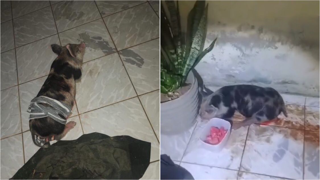 Cidadão encontra filhote de porca machucada no bairro da Maternidade após ataque de cães e tenta localizar dono