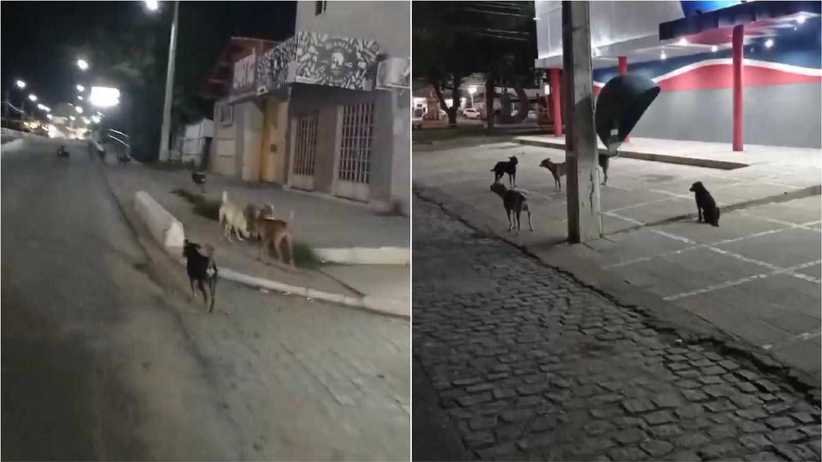 Cidadão cobra construção do Centro de Zoonoses em Patos e questiona castrações realizadas no município; gestão se pronuncia