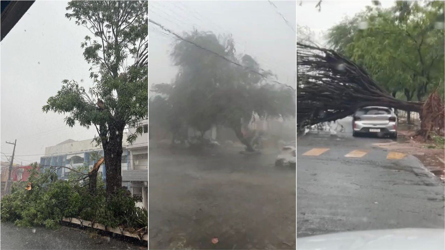 Secretária de Meio Ambiente fala sobre queda de árvores durante chuva torrencial na cidade de Patos
