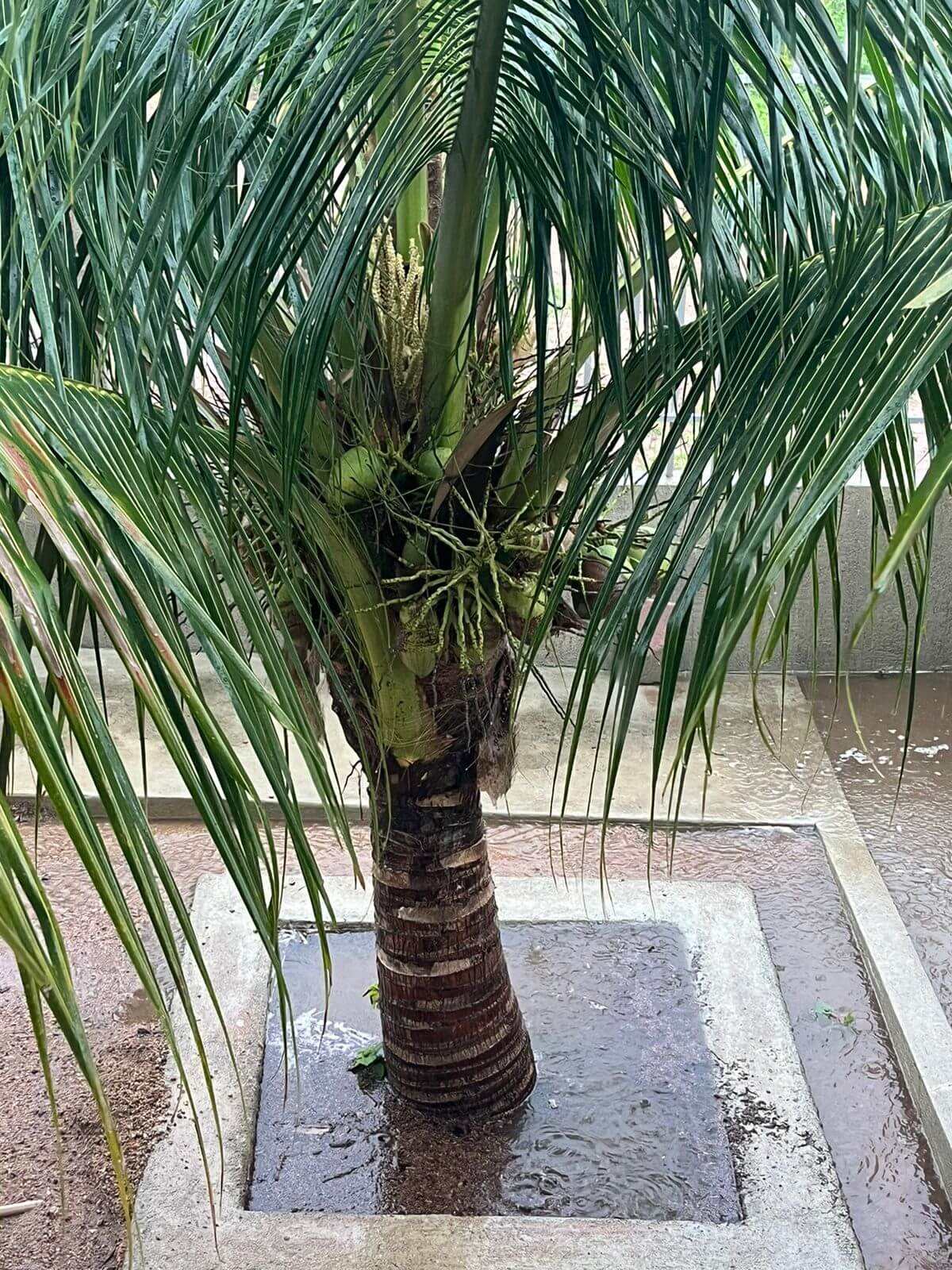 Chove forte na tarde deste domingo (25) em Santa Terezinha-PB; Patos e cidades vizinhas também registram precipitações