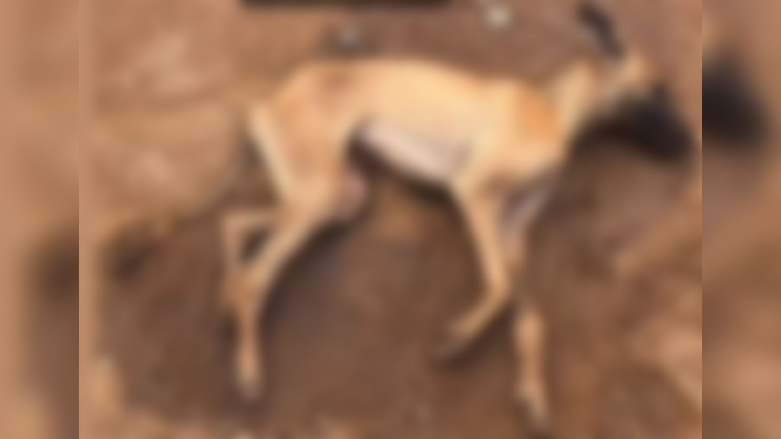 Homem é autuado por crime de maus-tratos após arrastar cachorro até a morte, em Tavares-PB, mas está respondendo em liberdade