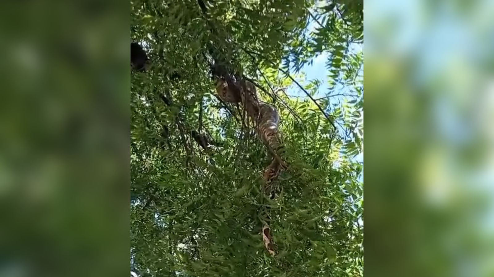 Bombeiros resgatam jiboia de 2 metros em São Bento; animal é devolvido ao habitat natural