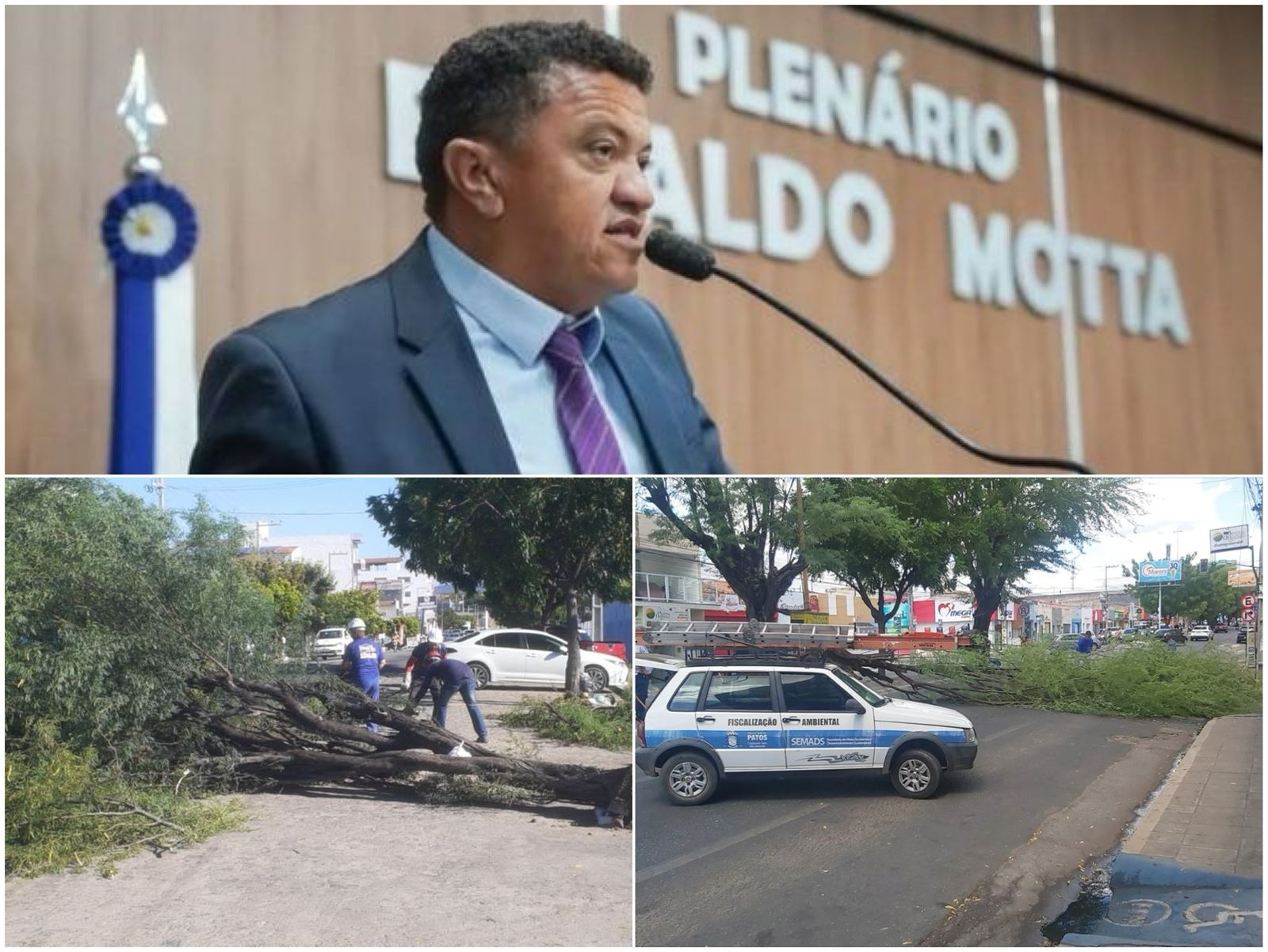 Parlamentar Décio Motos alerta para perigo das algarobas nas vias públicas de Patos e solicita remoção em frente à Câmara Municipal