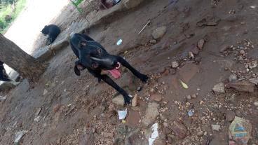 Moradora do Conjunto Sete Casas busca adoção para filhote de pitbull debilitado que foi encontrado na rua em situação precária