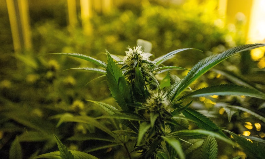 STF: Mendonça ressaltou os ‘malefícios’ do uso da maconha, frisando as ‘consequências notáveis para a saúde e a sociedade’