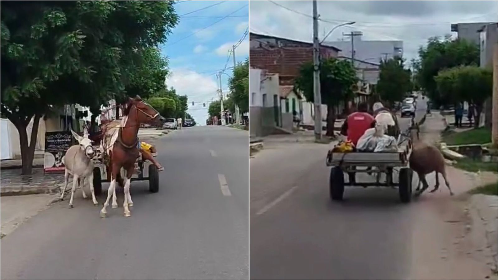Internauta denuncia maus-tratos a animais no bairro São Sebastião, em Patos; veja vídeo