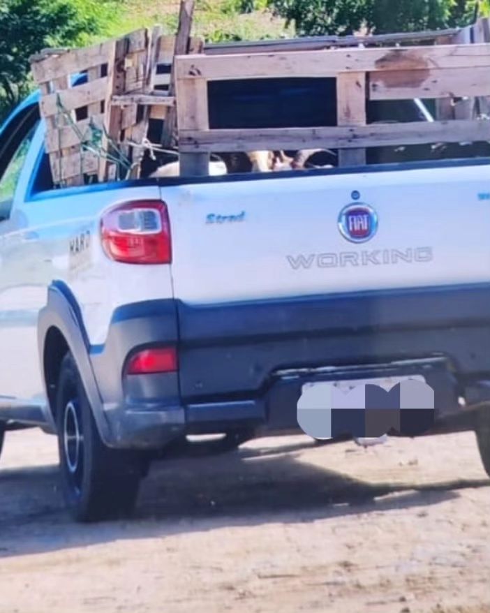 Suspeitos de estelionato são detidos após compra fraudulenta de bodes em Quixaba-PB; delegado fala sobre o caso