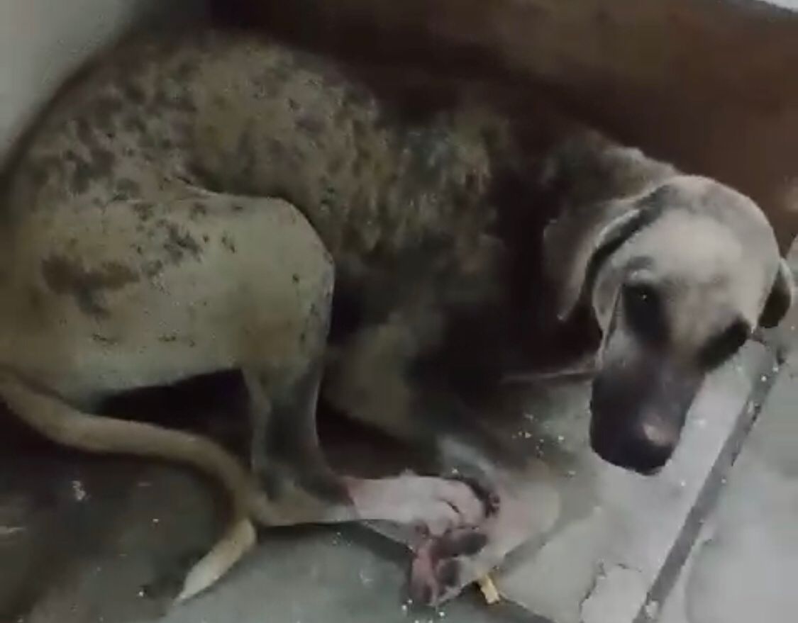 Em Patos: internauta pede ajuda para cachorrinha em situação de vulnerabilidade que fica em posto de combustíveis; veja vídeo