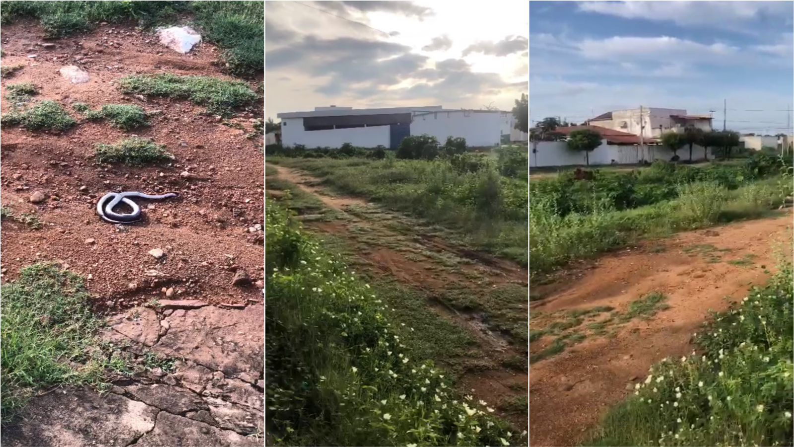 Moradora do bairro Salgadinho volta a reclamar de falta de limpeza e relata presença de cobras no setor; gestão diz que secretário irá ao local