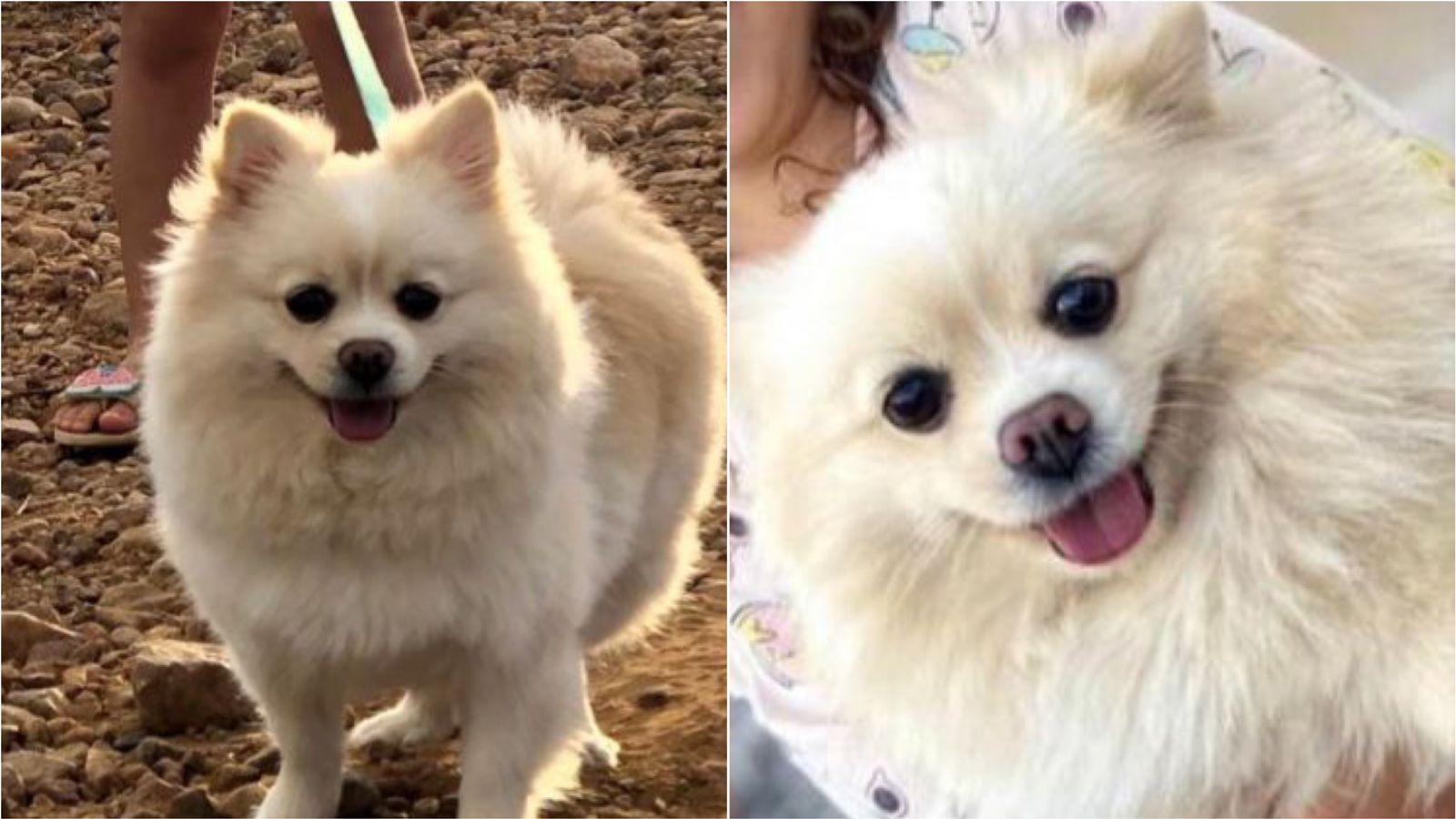 Família procura cadela de estimação desaparecida no bairro Brasília, em Patos