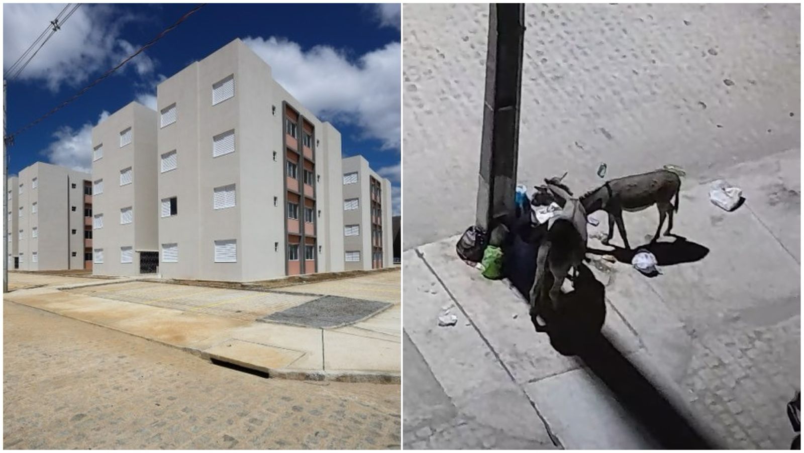 Moradora do São Judas Tadeu reclama da falta de reservatório de lixo e da presença de animais soltos; Secretário de Serviços Públicos comenta sobre o caso