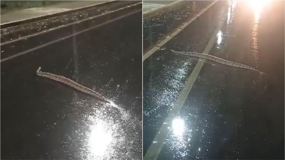 Foto: Reprodução/Patosonline