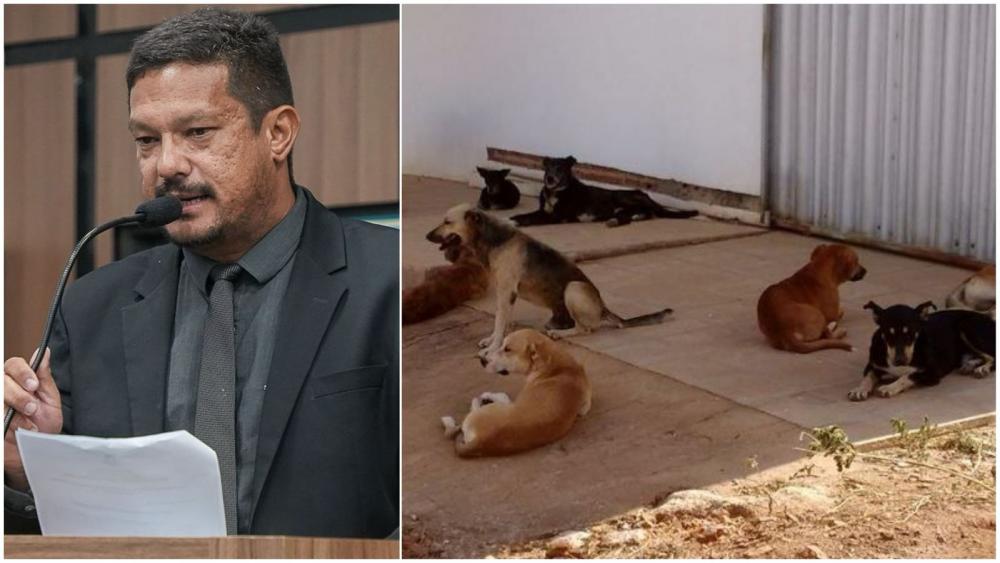Vereador solicita do Ministério Público ação urgente para recolhimento de animais de rua no município de Patos