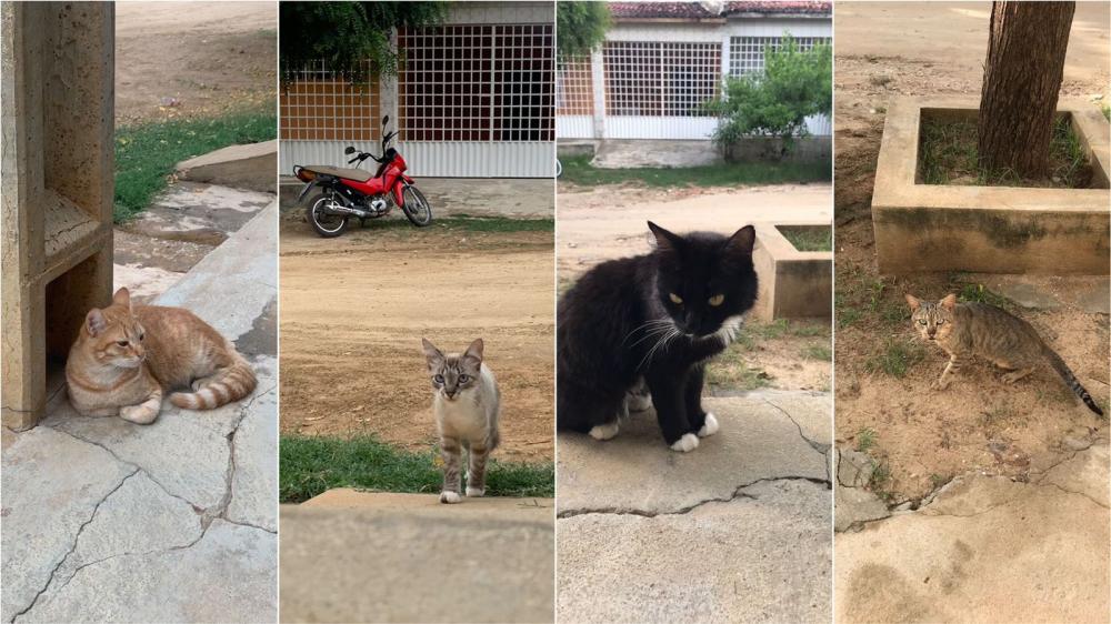 Moradora da Rua Dinamérico Palmeira, no bairro Jatobá, denuncia que pessoas estão abandonando animais na localidade