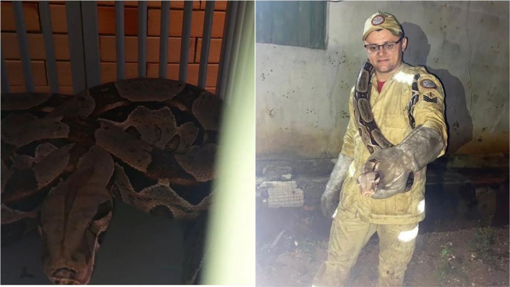 Bombeiros capturam cobra jiboia em residência na Comunidade Urtiga, zona rural de Santa Terezinha-PB