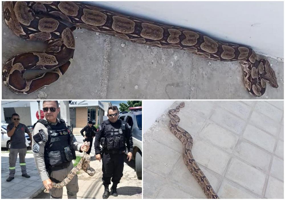 Jiboia de 2 metros é capturada na porta de Escola em Patos 