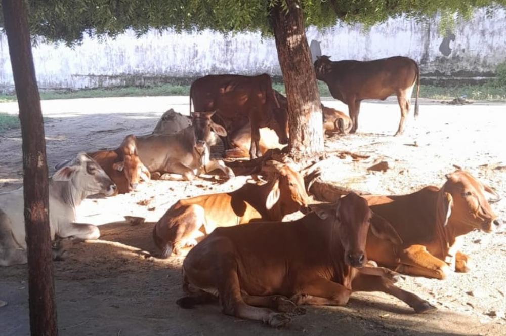 Proprietário busca por 12 animais bovinos desaparecidos na região de Espinho Branco, em Patos