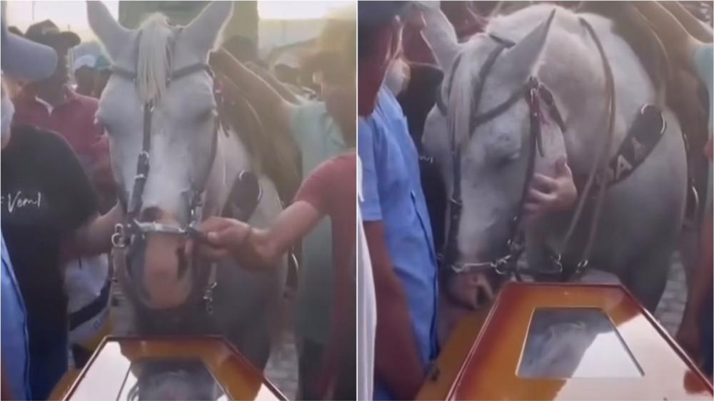 Cavalo se despede de seu tutor em Pau dos Ferros-RN e gesto comove os presentes; veja vídeo