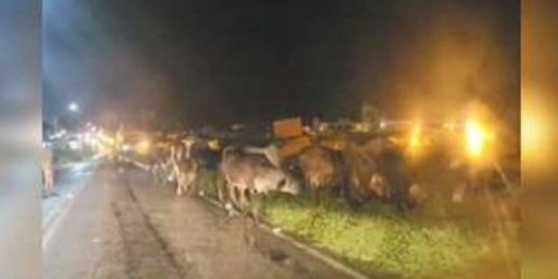 Mais de 40 cabeças de gado são flagradas circulando em rodovia do Sertão e aumentam riscos de acidentes 
