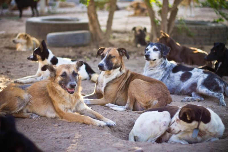 Novo Código Civil deve reconhecer que animais são seres com sentimentos e direitos