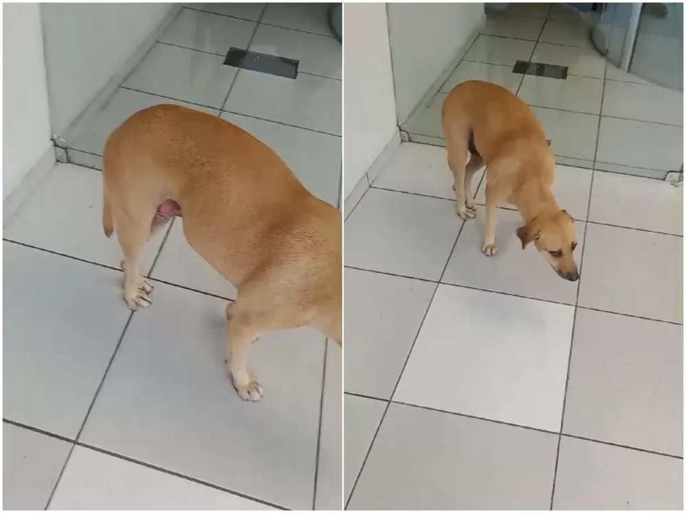 Internauta faz apelo urgente por socorro para cadelinha machucada no Centro de Patos, próximo à Caixa Econômica