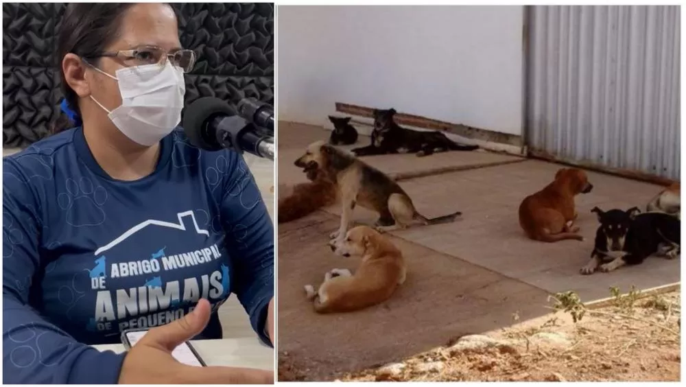 Secretária do Bem-Estar Animal fala sobre os desafios do Centro de Castração e Recuperação de Animais em Patos-PB