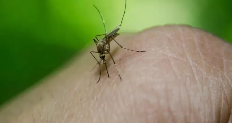 Brasil ultrapassa a marca de 2 mil mortes por dengue em 2024 nesta terça-feira (30)