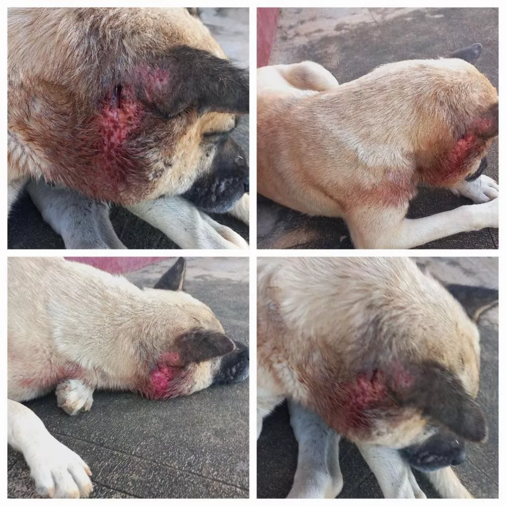 Moradora faz apelo por assistência a cachorro ferido no Jardim Magnólia