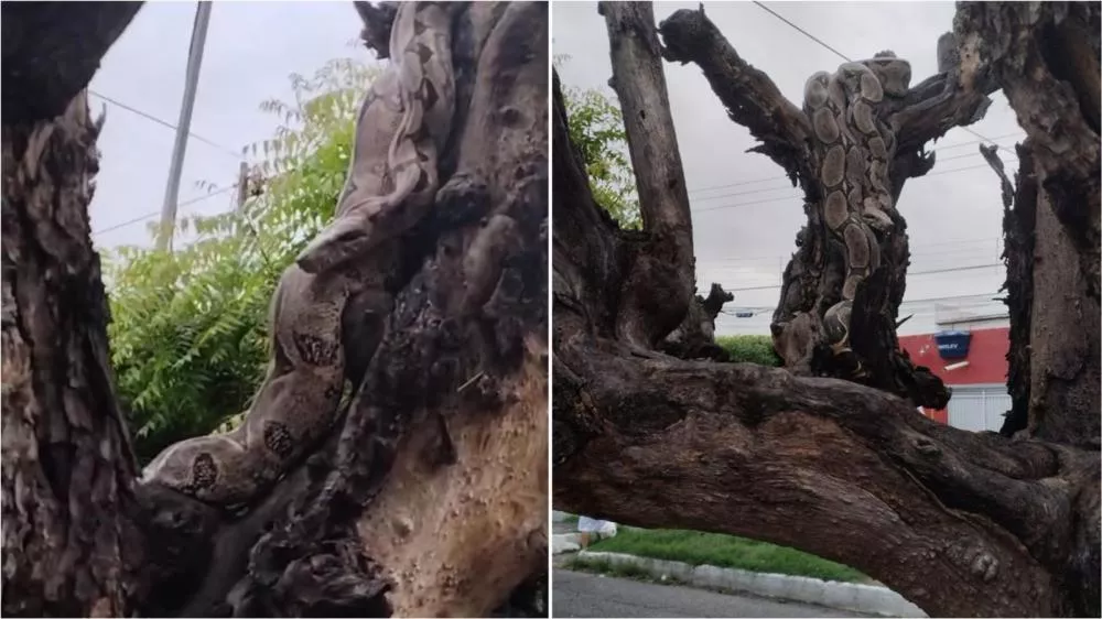 Jiboia de quase 3 metros é resgatada pelo Corpo de Bombeiros em Patos após aparecer em árvore