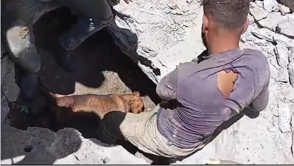 Após 13 dias de muita luta, esforço e colaboração, cadela Charita morre minutos antes de finalmente ser resgatada, em Mãe d'Agua