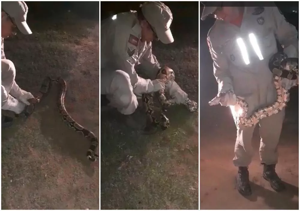 Mais uma cobra Jiboia é capturada em Patos; é a segunda em uma semana na mesma localidade 