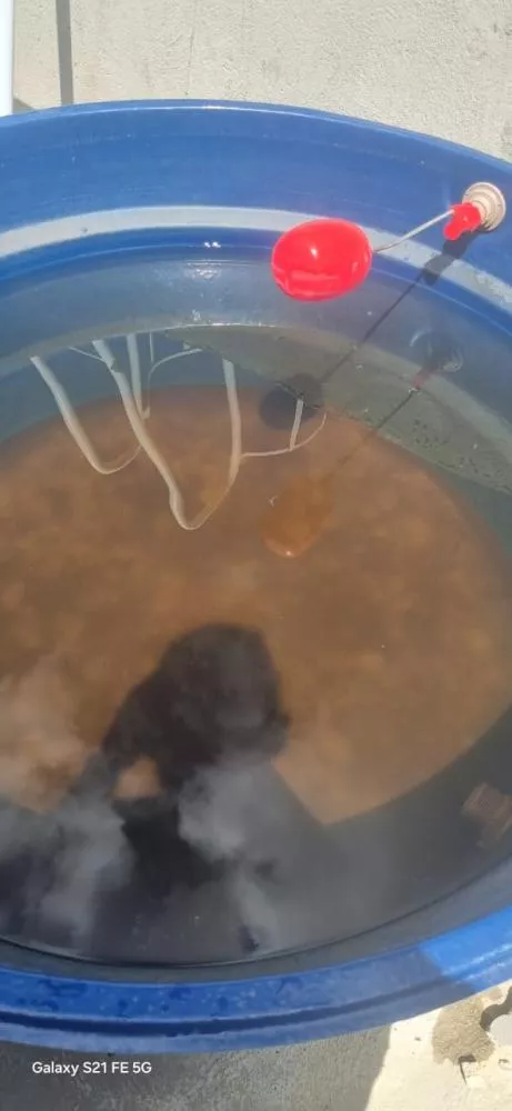 Moradores do São Judas Tadeu reclamam de cobrança de valores nas contas e pedem melhorias na qualidade da água; assessoria de comunicação da Cegepa dá esclarecimentos