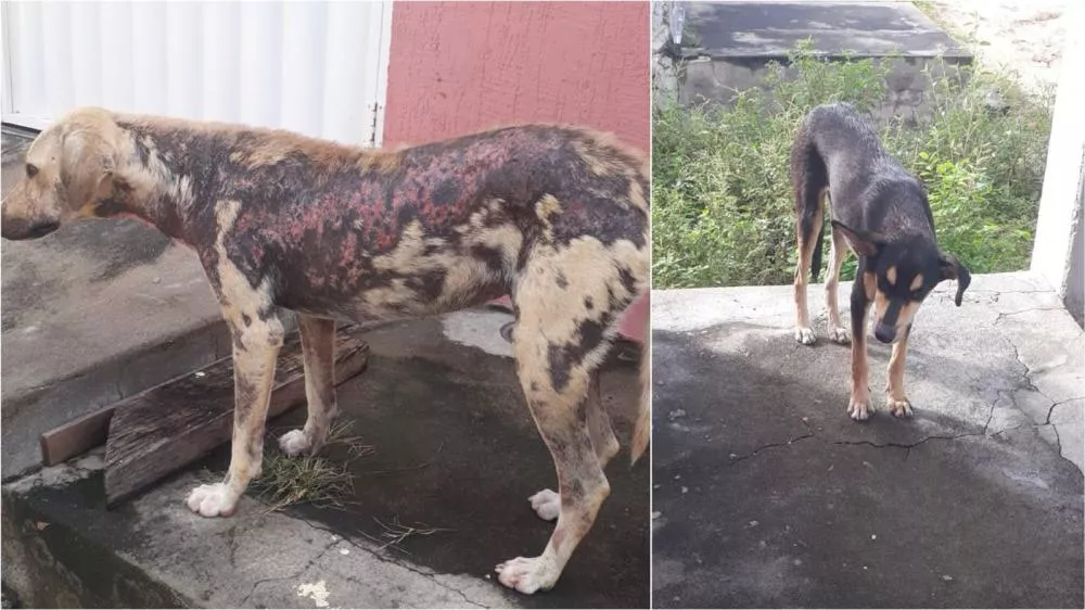 Internauta pede ajuda para cachorro de rua que está bastante debilitado no bairro Santa Clara