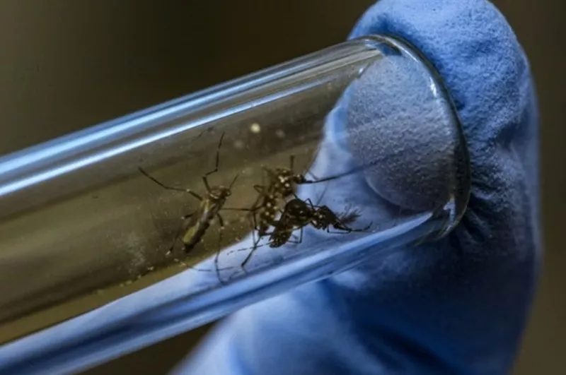 Avanço da Dengue: Brasil ultrapassa 5 milhões de casos e bate novo recorde