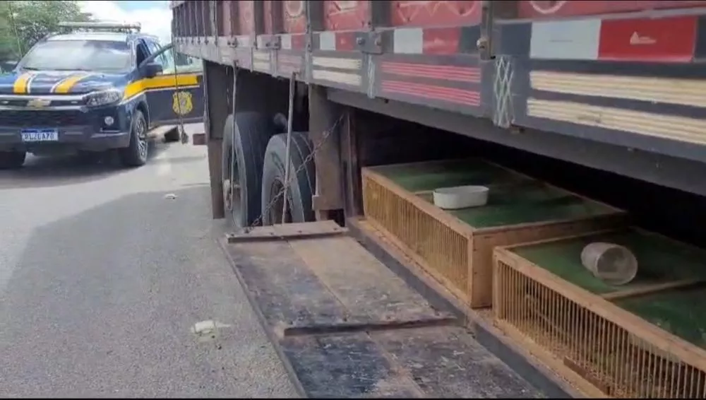 Foto: Divulgação/PRF-PB