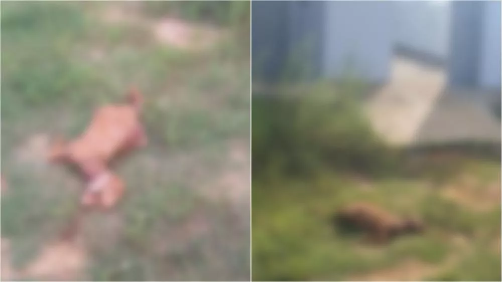 Cães de rua atacam e matam cabra em Patos na tarde desta quarta-feira (22) no Luar de Angelita 