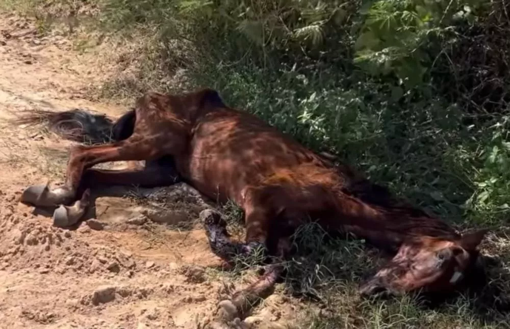 Lamentável: égua agonizando é encontrada por cuidadora de animais, em Patos, recebe ajuda de veterinário e voluntários, mas acaba não resistindo e morre