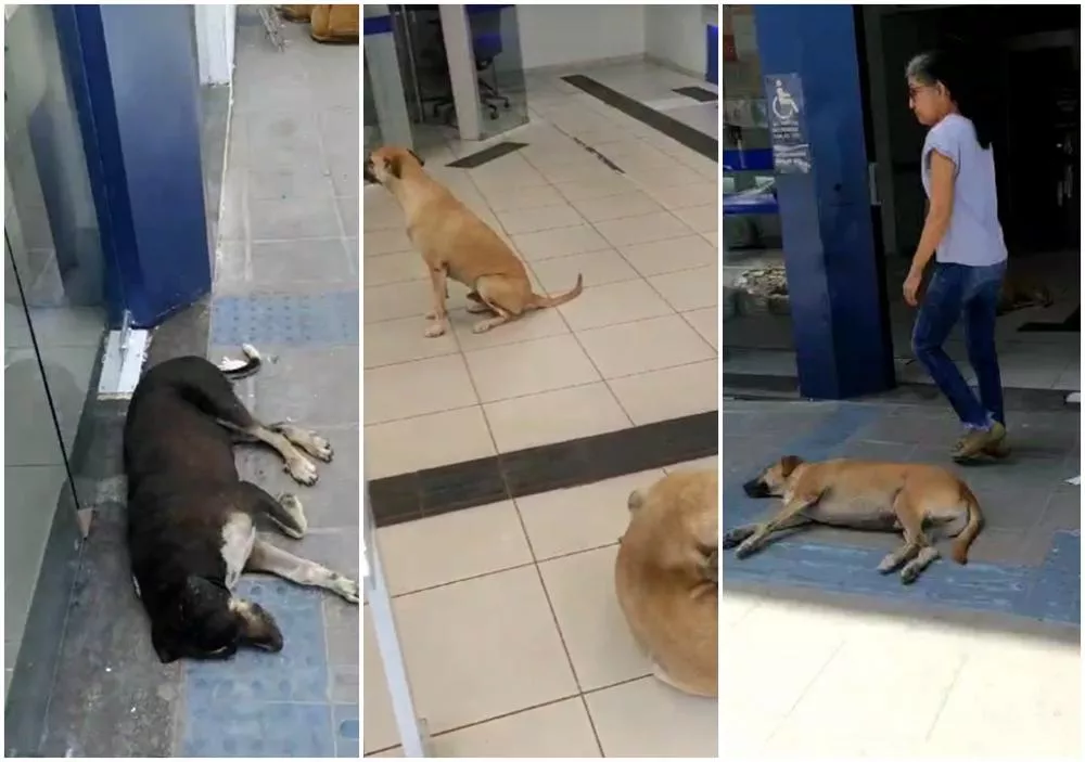 Internauta flagra vários cães de rua dentro da Agência da Caixa Econômica de Patos e faz registro em vídeo. Veja o vídeo 
