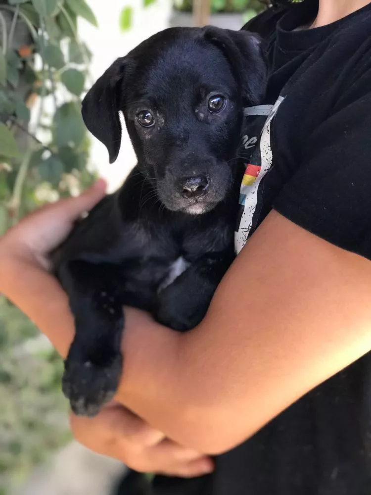 Cuidadora procura adoção para filhote de cão no bairro Luar de Angelita, zona Norte de Patos 