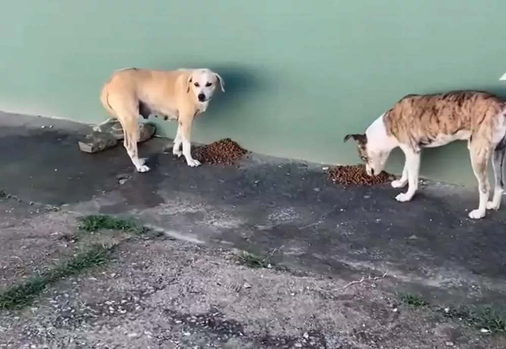 Vandalismo contra vasilhas de animais de rua indigna cuidadores no Bairro Bivar Olinto, em Patos