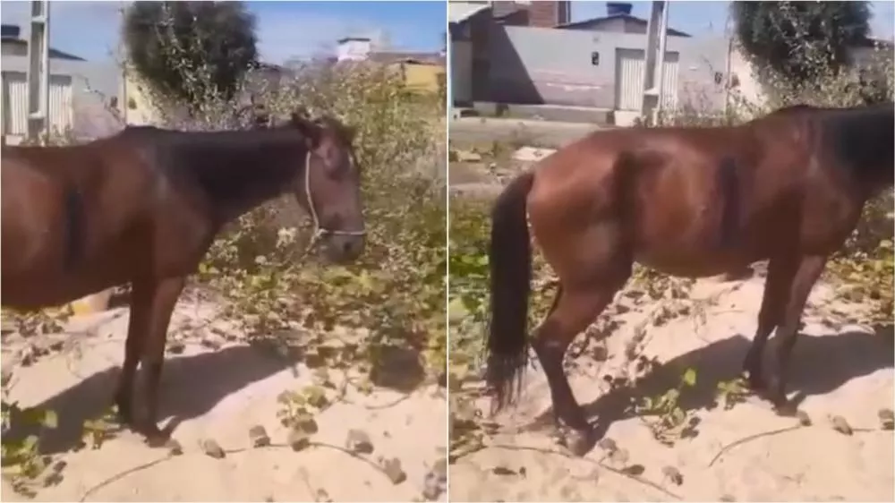 Cavalo ferido em homicídio na noite deste domingo (02) no Conjunto dos Sapateiros, segue no local agonizando e moradores pedem ajuda