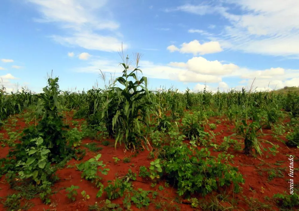 Poucas chuvas nos últimos dias comprometerá a produção agrícola no regional de Patos